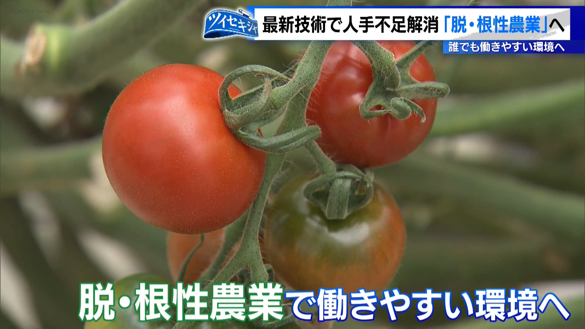 農家の減少が止まりません。東京都内の農家の数は1990年にはおよそ2万戸でしたが、30年後の2020年にはおよそ9500戸となり、半分以下となっています。減少の原因としては、担い手の高齢化や後継者の問題、そして相続税の負担のため農地を手放さざるを得ない人が増えたことが挙げられています。さらに農業の現場でも他の職種と変わらず、人手不足の問題が大きくのしかかっています。
