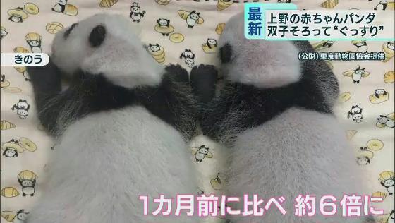 元気に成長中！双子の赤ちゃんパンダ　上野動物園