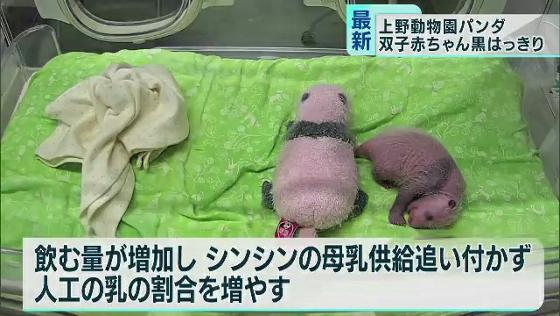 双子の赤ちゃんパンダ、黒模様がさらにはっきり　上野動物園