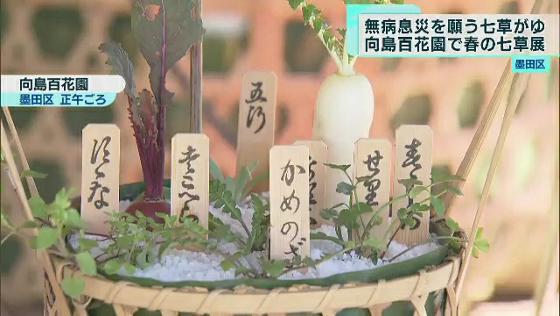 　墨田区の向島百花園で新春の風物詩・春の七草が展示されています。