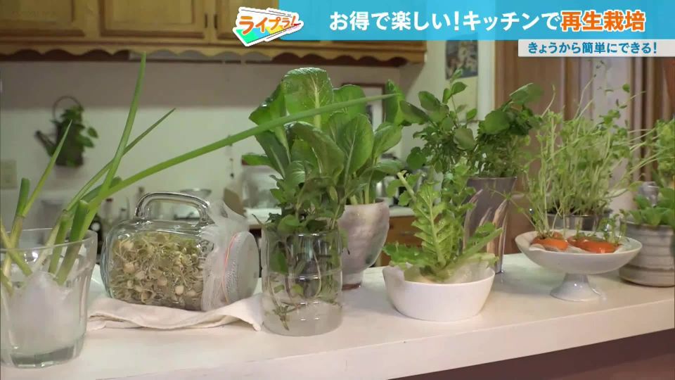 TOKYO MX（地上波9ch）朝の情報生番組「おはリナ！」（毎週月～金曜7:00～）。「ライプラ！」のコーナーでは、物価高騰のなか注目を集めている“キッチンでの再生栽培”について取り上げました。