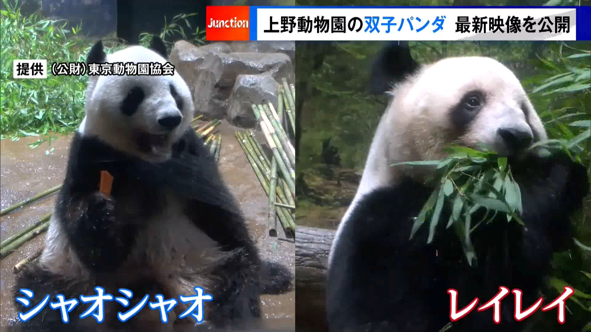 東京・台東区の上野動物園の双子パンダ、シャオシャオとレイレイの最新映像が公開されました。