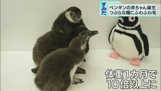 休館中の水族館にペンギンの赤ちゃん誕生 Tokyo Mx プラス