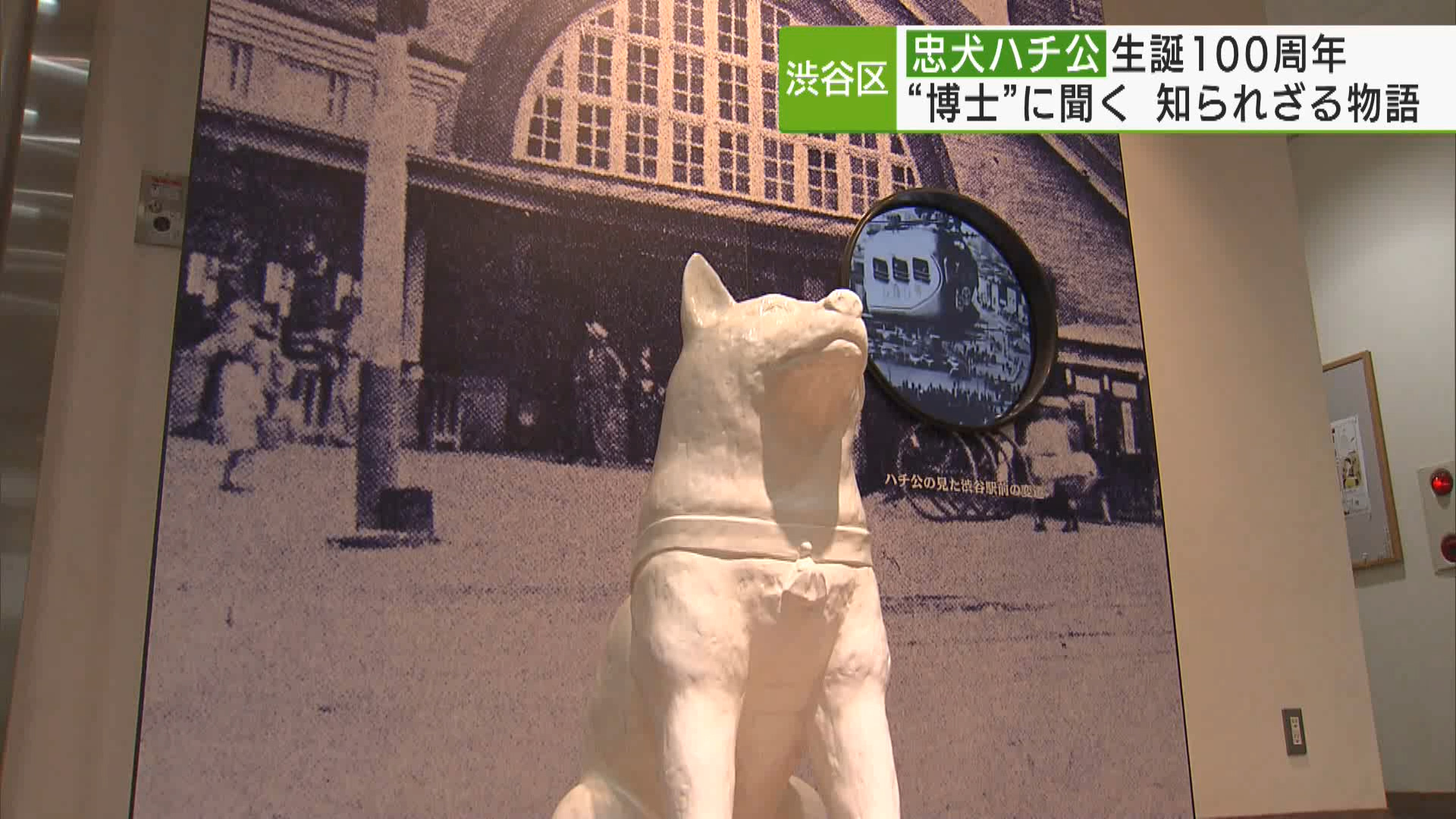 渋谷のシンボル　忠犬ハチ公が11月10日、生誕100周年を迎えました。銅像のある渋谷区では各所で記念イベントが開催されるなど、街をあげて記念日を盛り上げています。さらに今回、ハチ公博士と呼ばれる人を取材。知られざるハチ公物語を聞きました。