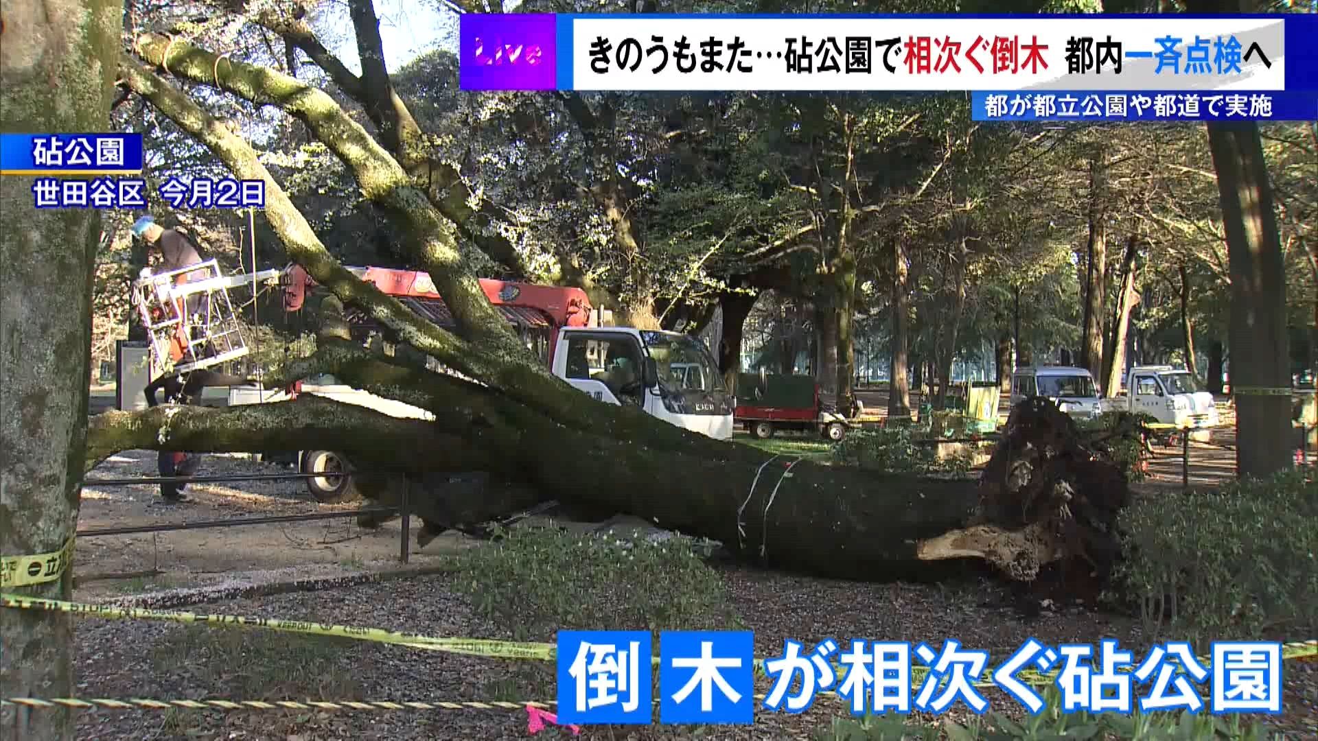 3月から倒木が相次いでいる東京・世田谷区の砧公園でまた2本の木が倒れました。これを受け、東京都は都立公園や都道などで樹木の緊急点検を実施すると発表しました。
