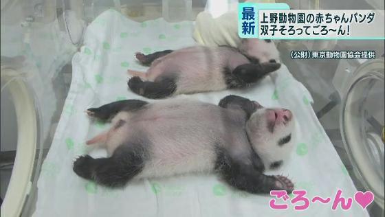 体重1キロ超える　上野動物園の双子赤ちゃんパンダ