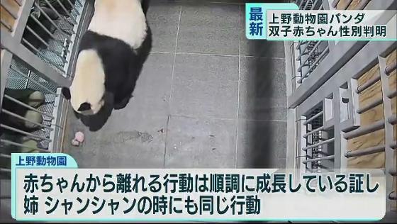 上野動物園で誕生した双子のジャイアントパンダの赤ちゃんの性別が判明しました。パンダの赤ちゃんの誕生を歓迎しようと、上野の街ではイベントも行われています。