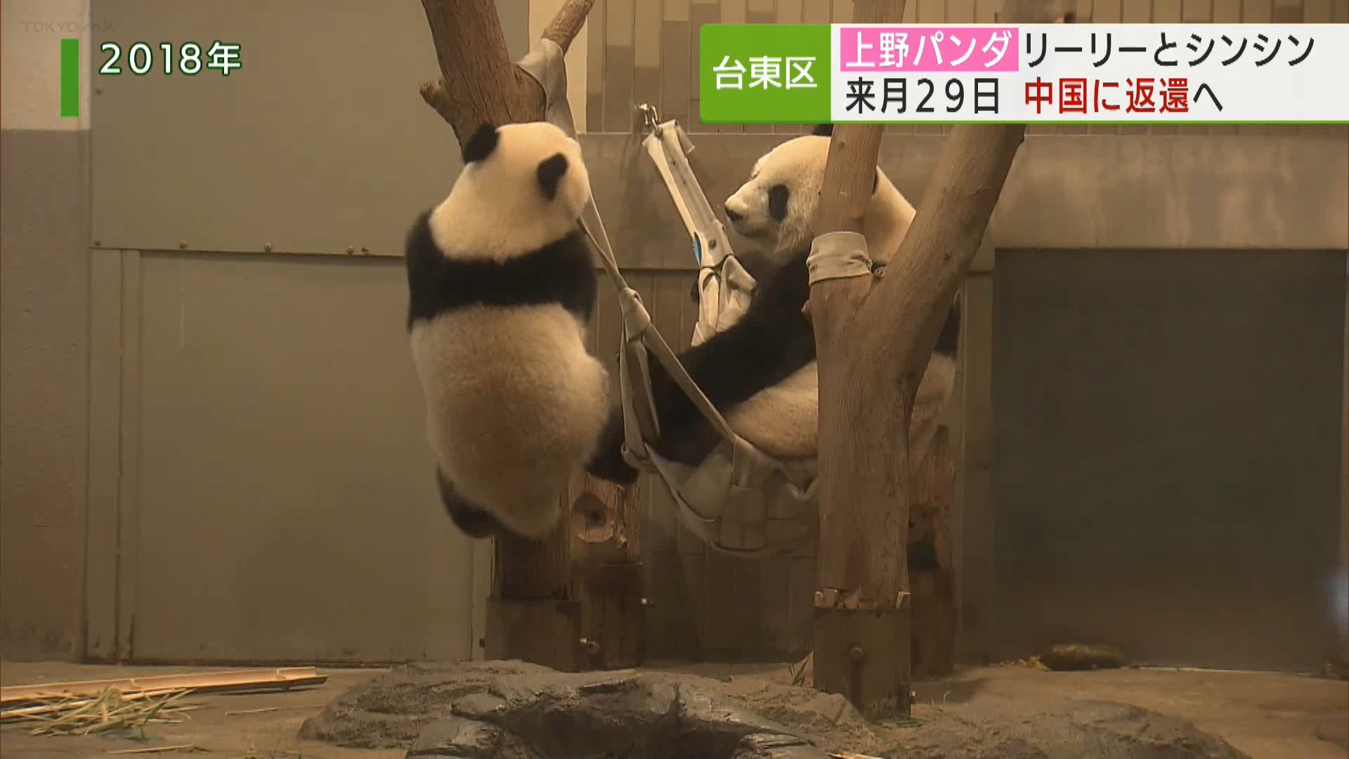 東京・上野動物園の双子パンダとシャンシャンの両親であるリーリーとシンシンが9月、中国に返還されることになりました。