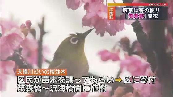 　東京・江東区の木場公園近くに流れている大横川では、約100本の河津桜が咲き始めました。