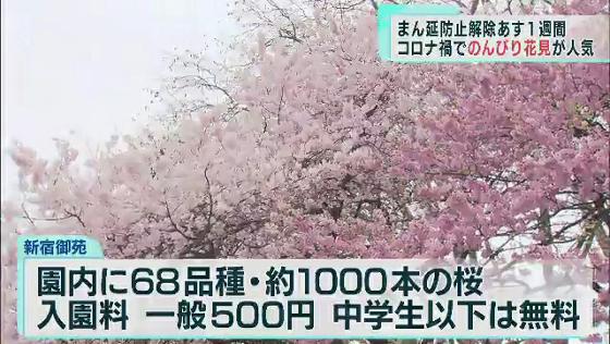 コロナ禍で迎えた3回目の花見シーズン　東京ではサクラ満開