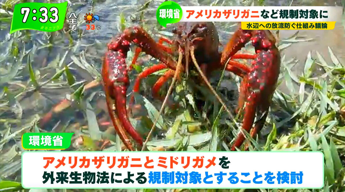 TOKYO MX（地上波9ch）朝の報道・情報生番組「堀潤モーニングFLAG」（毎週月～金曜7:00～）。8月18日（水）放送のFLAG NEWSでは、環境省が検討に入った「外来種規制」について取り上げました。