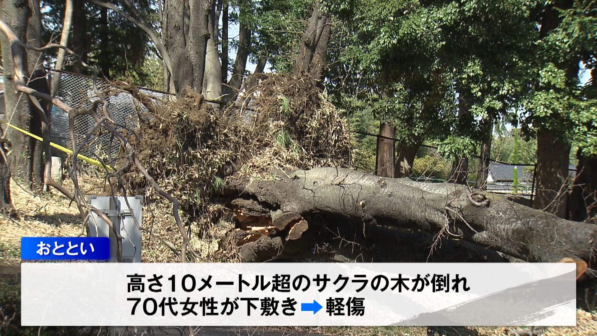 東京・世田谷区の砧公園で3月7日と8日の2日連続で木が倒れ、1人がけがをしました。専門家はこの時期ならではの倒木の危険性に警鐘を鳴らしています。