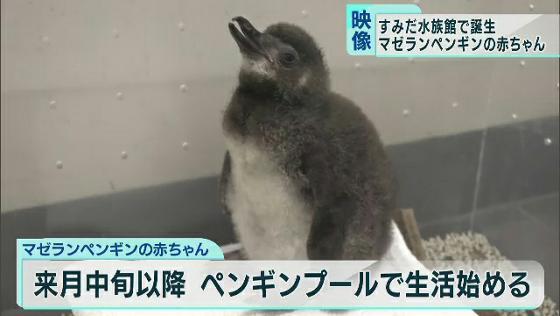 すみだ水族館 マゼランペンギンの赤ちゃんが誕生 Tokyo Mx プラス