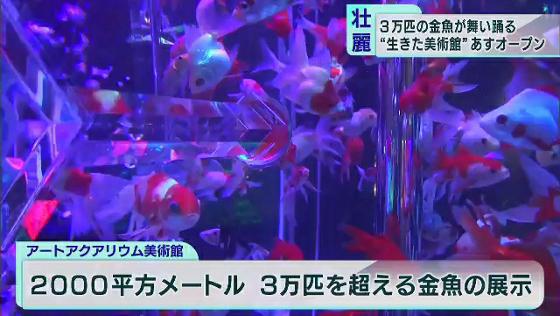 3万匹の金魚が踊る“生きた美術館”誕生　東京・日本橋