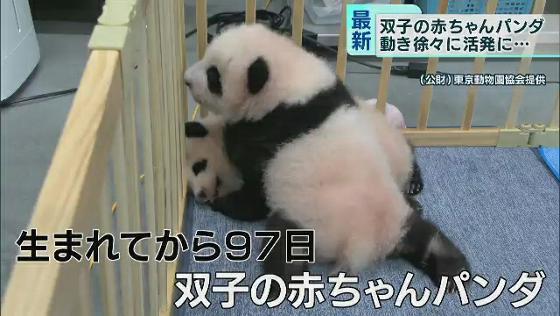 双子の赤ちゃんパンダ、動きも徐々に活発に　上野動物園